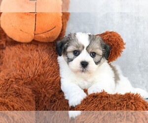 Zuchon Puppy for sale in CLEVELAND, NC, USA