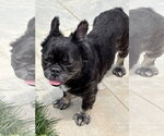 Small French Bulldog