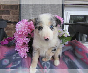 Border Collie Puppy for sale in EVANSVILLE, IN, USA