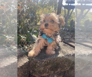 Yorkshire Terrier Puppy for Sale in FAIRLAND, Indiana USA