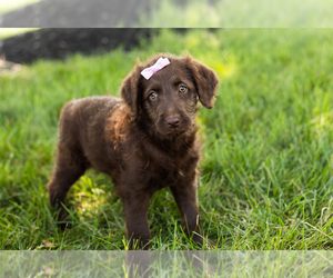 Labradoodle Puppy for sale in SHIPSHEWANA, IN, USA
