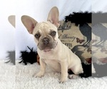 Small #2 French Bulldog