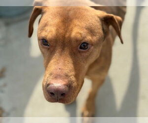 Labrador Retriever-Unknown Mix Dogs for adoption in Tulsa, OK, USA