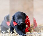 Small Photo #2 Labrador Retriever Puppy For Sale in LINCOLN UNIV, PA, USA
