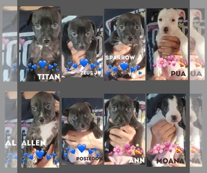 American Pit Bull Terrier-Great Dane Mix Puppy for sale in MONUMENT, CO, USA
