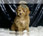 Small #5 Maltipoo