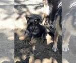 Small Photo #4 German Shepherd Dog Puppy For Sale in EAGLE CREEK, OR, USA