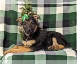 Small Photo #4 German Shepherd Dog Puppy For Sale in OXFORD, PA, USA