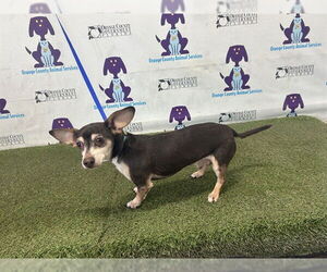 Chihuahua Dogs for adoption in Orlando, FL, USA