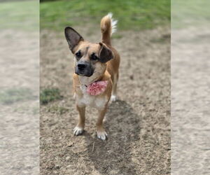 Chi-Corgi Dogs for adoption in Aurora, IN, USA
