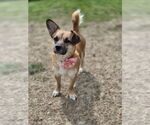 Small Chi-Corgi