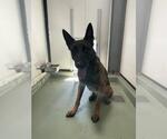 Small German Shepherd Dog Mix