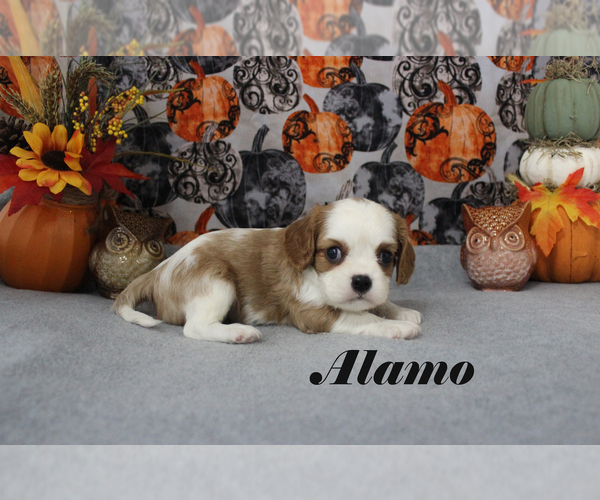Medium Photo #15 Cavalier King Charles Spaniel Puppy For Sale in CHANUTE, KS, USA