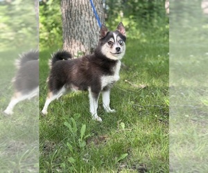 Mother of the Alaskan Klee Kai-Pomsky Mix puppies born on 07/17/2026