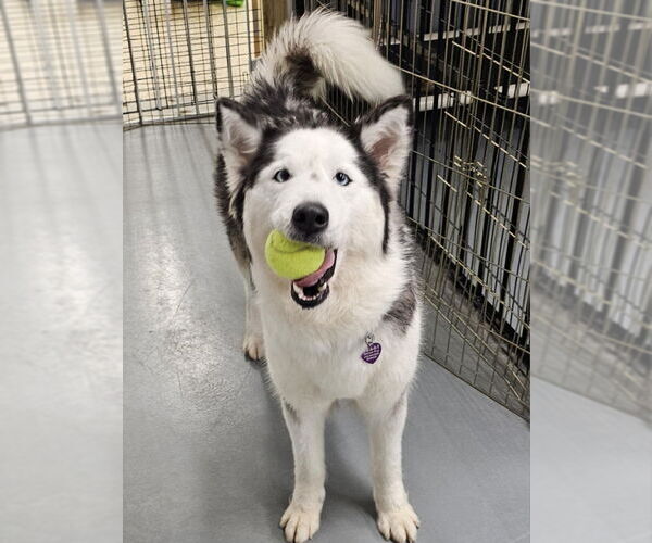 Medium Photo #2 Siberian Husky Puppy For Sale in Severn, MD, USA