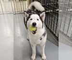 Small #1 Siberian Husky