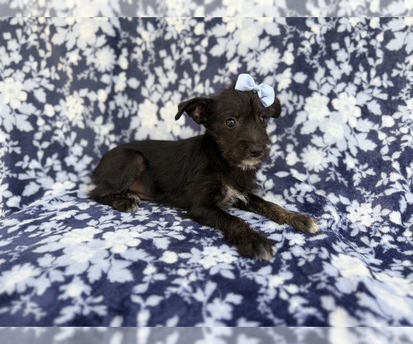 Medium Photo #4 Schnauzer (Miniature) Puppy For Sale in LAKELAND, FL, USA