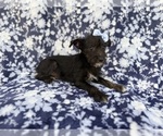 Small #3 Schnauzer (Miniature)