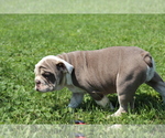 Small Photo #4 English Bulldog Puppy For Sale in SHILOH, OH, USA