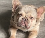 Small Photo #1 French Bulldog Puppy For Sale in MAPLE GROVE, MN, USA