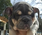 Small Photo #2 English Bulldog Puppy For Sale in SAINT CHARLES, IL, USA