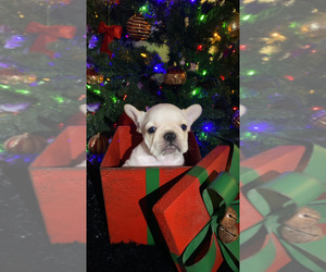 French Bulldog Puppy for sale in CORCORAN, CA, USA