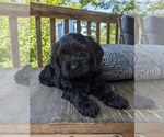 Puppy Scottie Cock-A-Poo