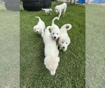 Small Great Pyrenees