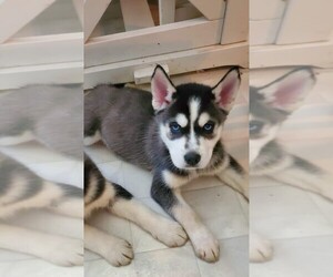 Siberian Husky Puppy for sale in FREMONT, IN, USA