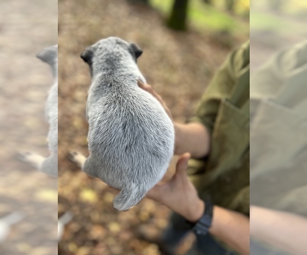 Medium Photo #5 Australian Cattle Dog Puppy For Sale in OREGON HOUSE, CA, USA