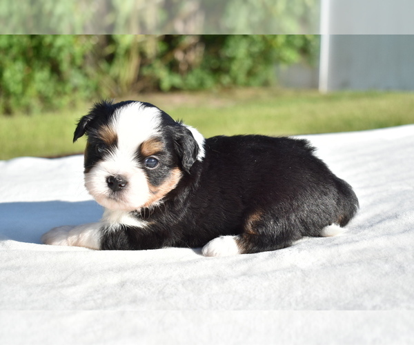 Medium Photo #4 Auss-Tzu Puppy For Sale in PALM COAST, FL, USA