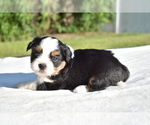 Small #3 Auss-Tzu