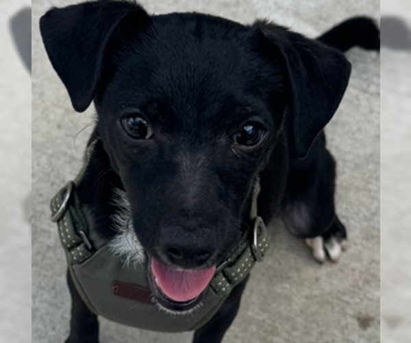 Medium Photo #3 Jack Chi Puppy For Sale in HOUSTON, TX, USA