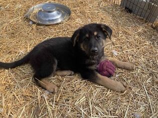 German Shepherd Dog Puppy for sale in SPOTSYLVANIA, VA, USA