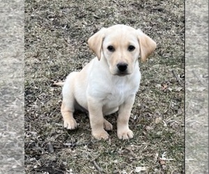 Labrador Retriever Puppy for sale in FOREST CITY, IA, USA
