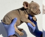 Small #4 French Bulldog