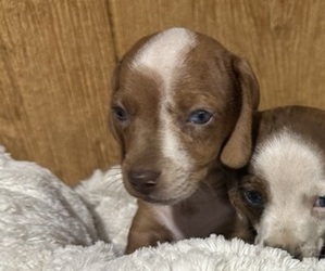 Dachshund Puppy for sale in CONCORDIA, MO, USA