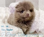 Small Photo #3 Pomeranian Puppy For Sale in GALLATIN, TN, USA