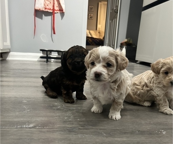 Medium Photo #10 YorkiePoo Puppy For Sale in MONTGOMERY VILLAGE, MD, USA