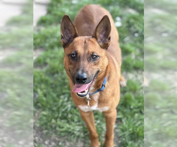 Medium Photo #4 Mutt Puppy For Sale in Plano, TX, USA