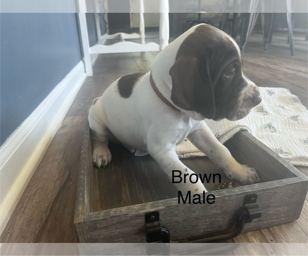 Medium Photo #1 German Shorthaired Pointer Puppy For Sale in JOHNSTOWN, OH, USA
