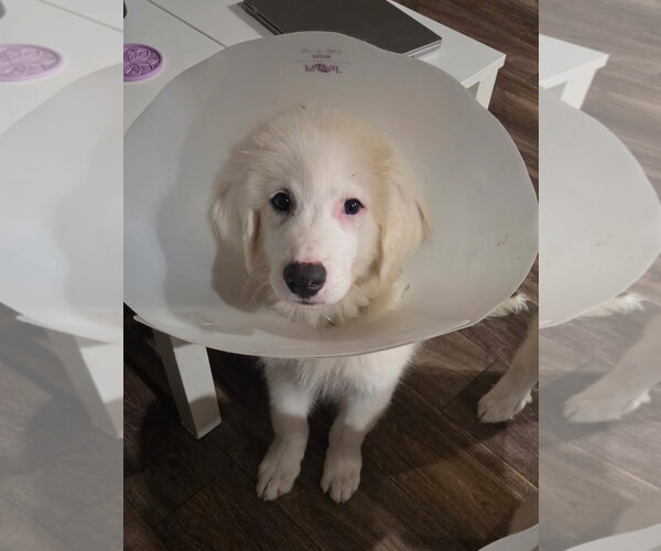 Medium Photo #2 Great Pyrenees Puppy For Sale in Dallas, TX, USA
