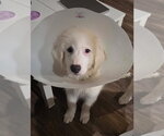 Small #1 Great Pyrenees