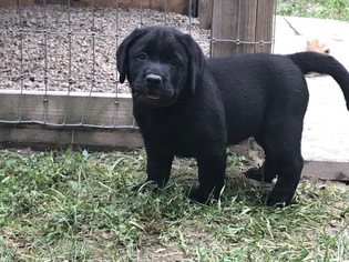 Labrador Retriever Puppy for sale in GOSHEN, OH, USA