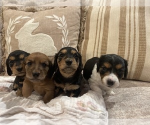 Dachshund Puppy for sale in JAYESS, MS, USA