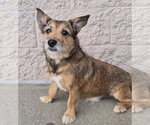 Small #1 Cairn Terrier Mix