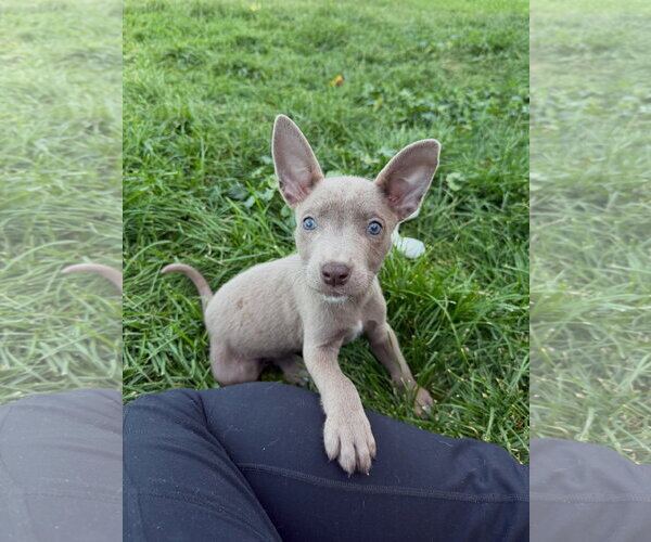 Medium Photo #1 Labrador Retriever-Unknown Mix Puppy For Sale in Sandy, UT, USA