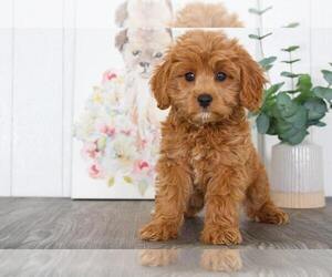 Cavapoo Puppy for sale in BEL AIR, MD, USA