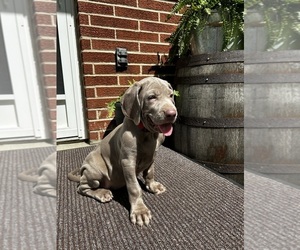 Weimaraner Puppy for sale in ROCKVILLE, IN, USA