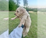 Puppy Dark Pink Golden Retriever